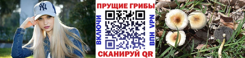 Псилоцибиновые грибы мицелий Альметьевск